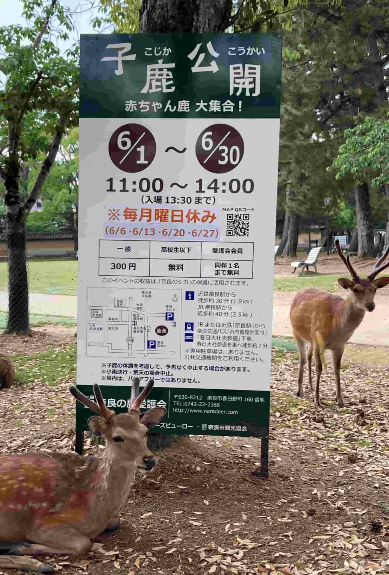 奈良公園の小鹿公開2022年の案内