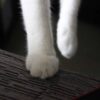 お行儀のいい猫の足