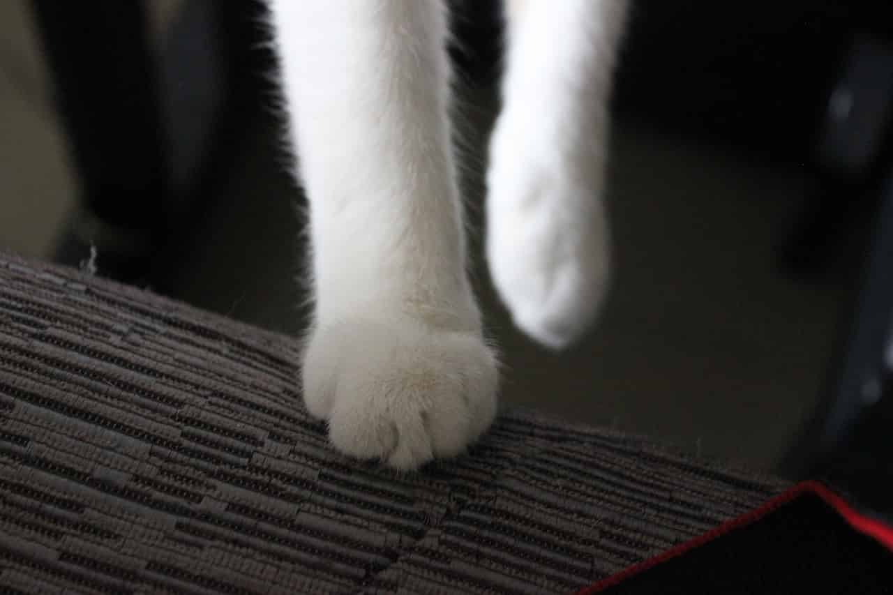 お行儀のいい猫の足