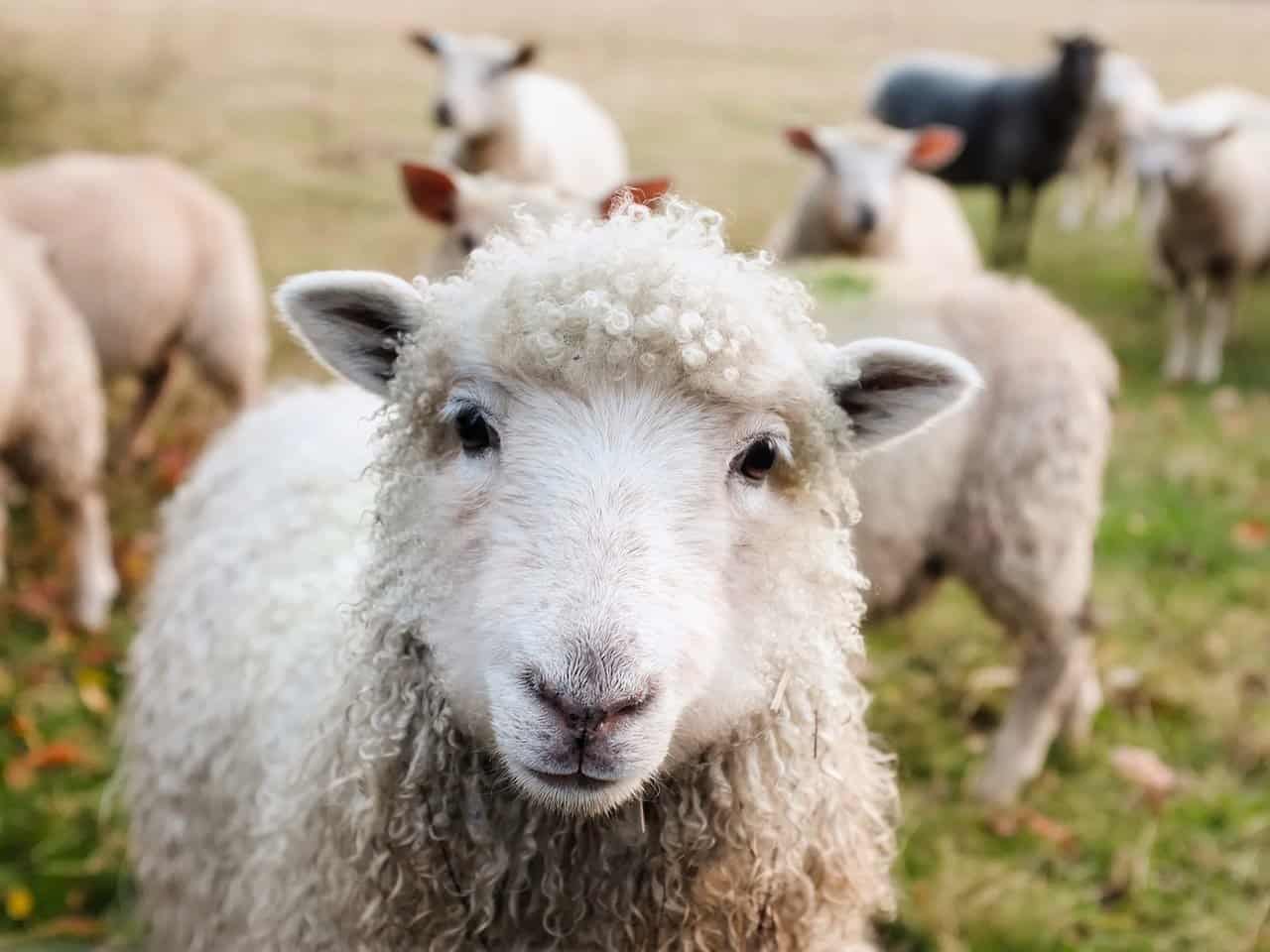 アイルランドの羊
